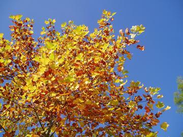 herfstboom tegen blauwe lucht