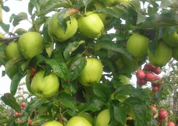 appels in boomgaard