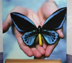 vlinder in je hand detail