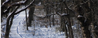 weg in winters bos