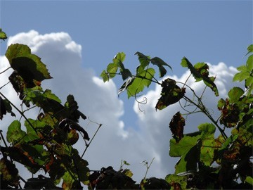 herfst druiven/wijnstok