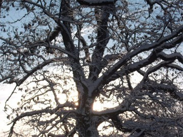 besneeuwde kale takken van boom