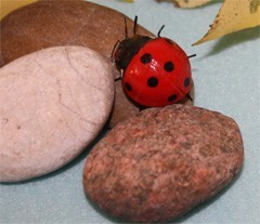 lieveheersbeestje op stenen