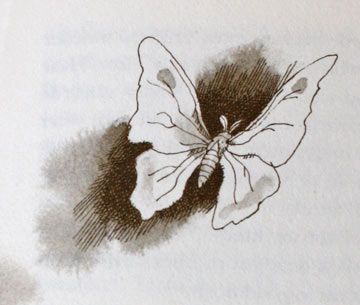 vlinder-uit-vlinder-voor-marianne-IMG 8515