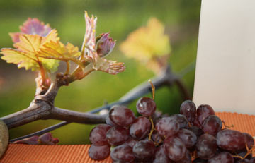 Kijktafel Pinksteren detail druiven en wijnstok IMG 0441