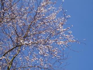 bloesemboom1 helderblauwe lucht voorjaar Tim