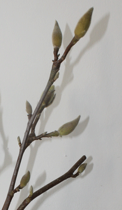 KTNW week1 detail magnolia in knop IMG 2204