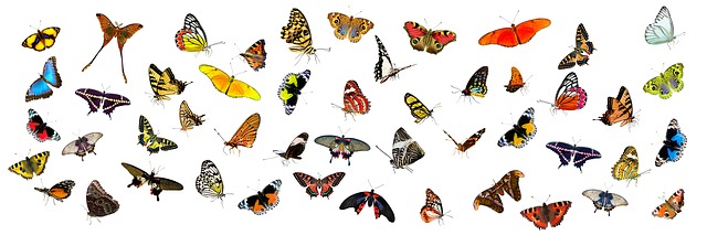 vlinderverzameling
