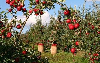 boomgaard appels